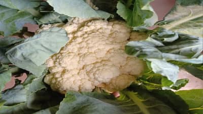 तुम्ही फुलकोबी खरेदी करताना ‘या’ गोष्टी लक्षात ठेवा, जाणून घ्या