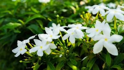 हिवाळ्यातही हे सुगंधी फुल फलेल, ‘या’ सोप्या बागकाम टिप्स फॉलो करा