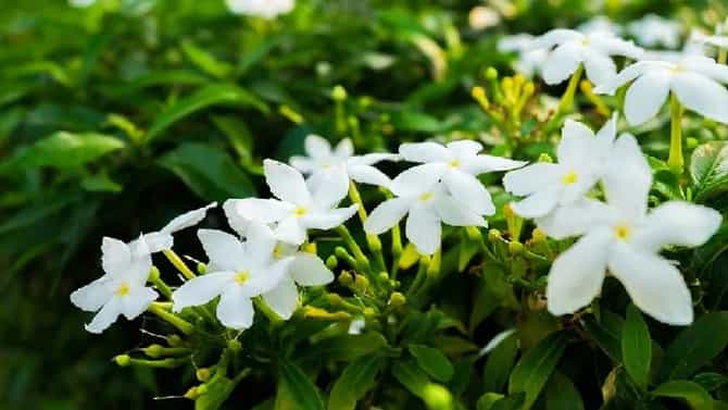 हिवाळ्यातही हे सुगंधी फुल फलेल, ‘या’ सोप्या बागकाम टिप्स फॉलो करा