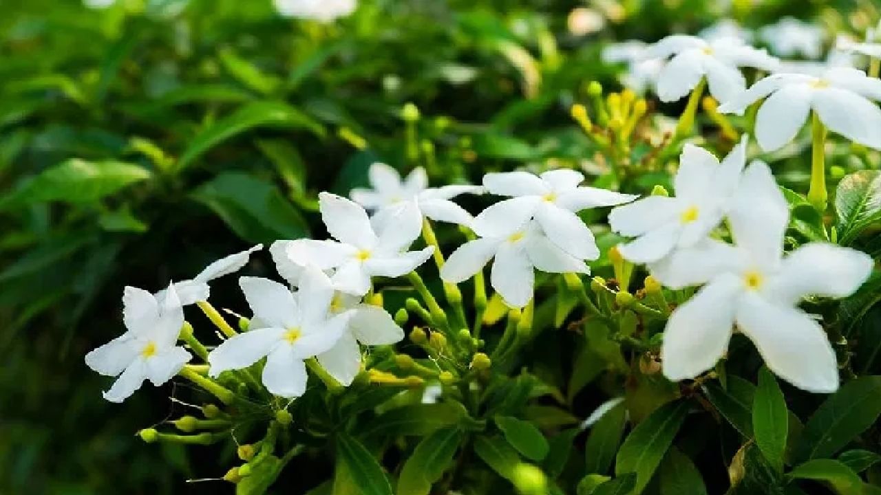 हिवाळ्यातही हे सुगंधी फुल फलेल, ‘या’ सोप्या बागकाम टिप्स फॉलो करा