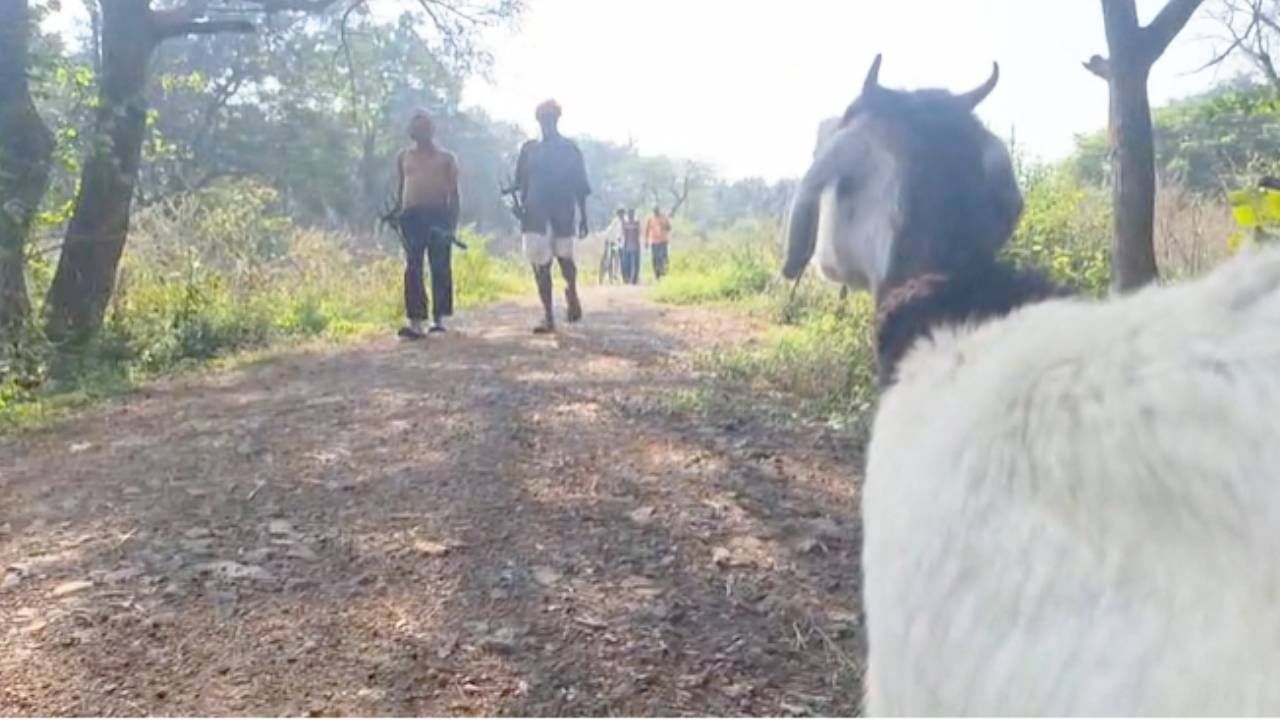 राज्यातील अनेक जिल्ह्यात विशेषतः पश्चिम महाराष्ट्र, उत्तर महाराष्ट्र आणि मराठवाड्यात बिबट्याने मोठा उच्छाद केला आहे. लहान मुलांचा त्यांच्या हल्ल्यात मृत्यू झाला आहे. तर इकडे चंद्रपूरमध्ये वाघाची मोठी दहशत आहे. गावकरी शेतात जायला भीत आहेत. तर गुराख्यांच्या मनात भीती आहे. 