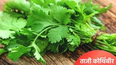 फ्रीजमध्ये ठेवल्यानंतरही कोथिंबीर सडते का? ही युक्ती वापरून पाहा, ताजी राहील, जाणून घ्या