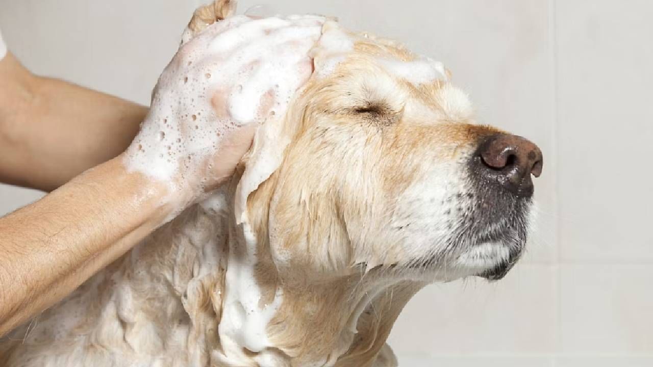 हिवाळा सुरू होताच आपल्या पाळीव प्राण्यांची काळजी कशी घ्यावी?