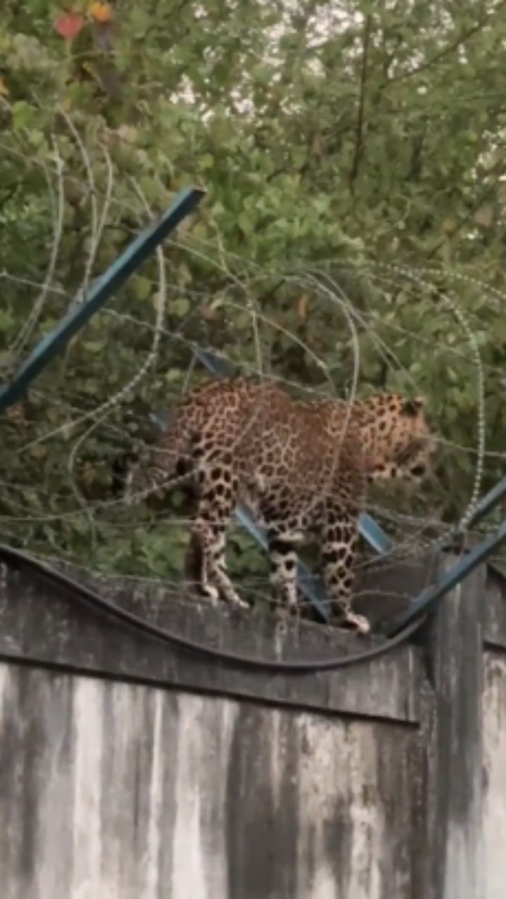 नाशिक: देवळाली परिसरात बिबट्याचा वावर