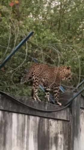 नाशिक: देवळाली परिसरात बिबट्याचा वावर.