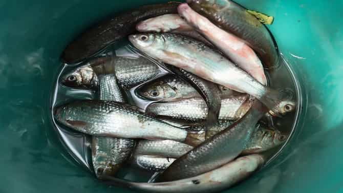 तुम्हालाही मासे आवडतात का? मग सावधान, हा मासा खाल्ल्याने कॅन्सर होऊ शकतो