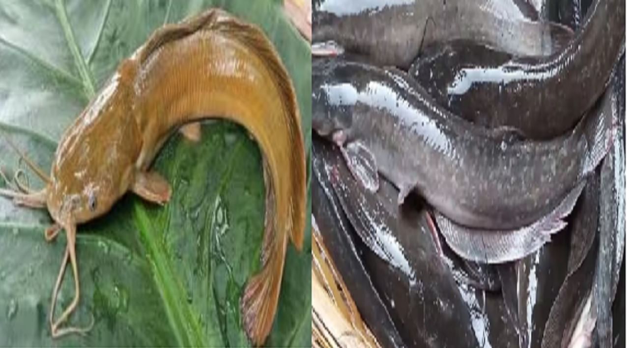 Does eating Thai mango fish really cause cancer, Why is this fish banned in India