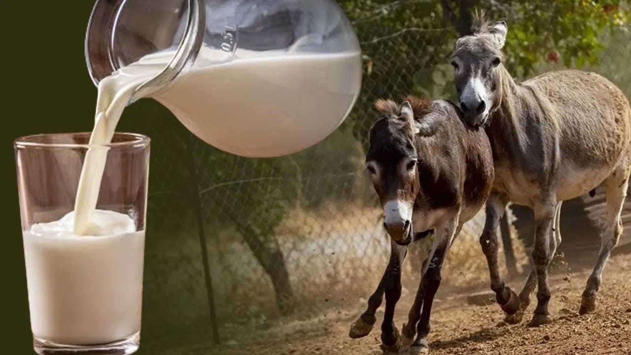 Donkey Milk: गाढविणीचे दूध 7,000 रुपये लिटर; काय आहे असे यामध्ये खास?