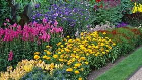 हिवाळ्यात गार्डनमध्ये ‘ही’ 5 रोपे लावा, घरात दरवळेल सुगंध