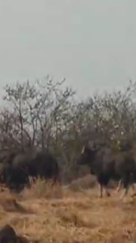 कोल्हापूरच्या ग्रामीण भागात गव्यांचा वावर वाढला, नागरिकांमध्ये भीती.