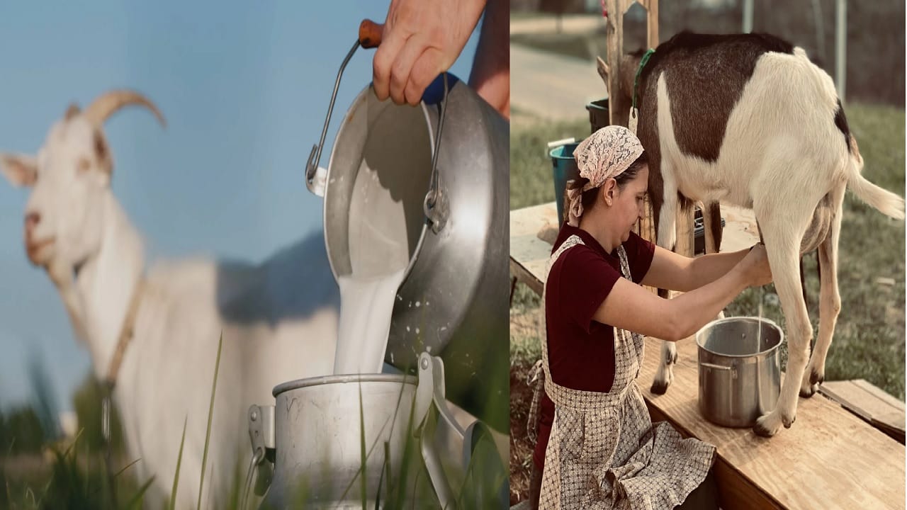 बकरीच्या दुधाचे फायदे माहिती आहेत का? जाणून घ्या सर्व काही…