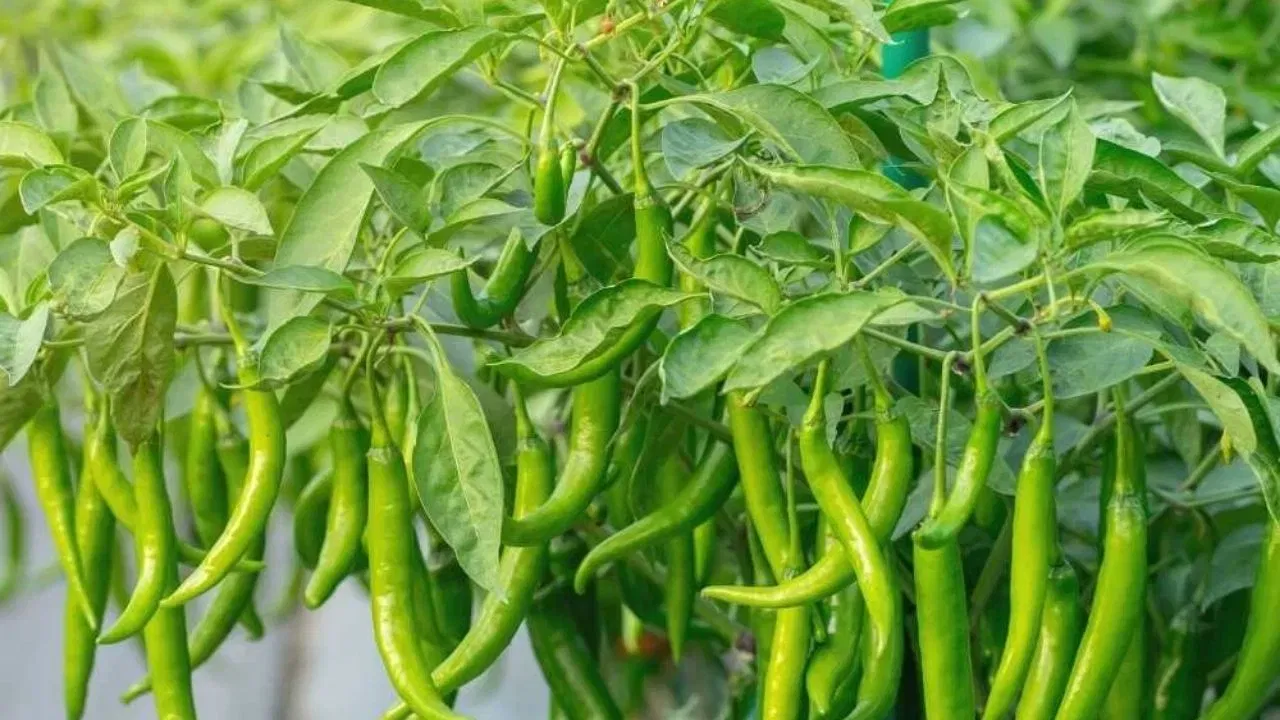 हिरव्या मिरचीच्या रोपट्याला मिरच्या लागत नाहीत? हा उपाय ठरेल फायदेशीर