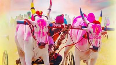 बैलगाडा शर्यत: फॉर्च्युनर जिंकणाऱ्या हेलिकॉप्टर बैज्याचा खुराक नेमका आहे तरी काय? वाचा...