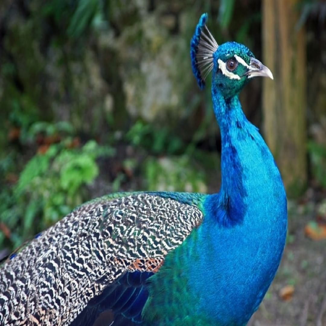 असे म्हटले जाते की निरोगी मोर साधारणपणे 20 ते 25 वर्षे जगू शकतो.  हे त्याच्या काळजी आणि वातावरणावर अवलंबून असते.