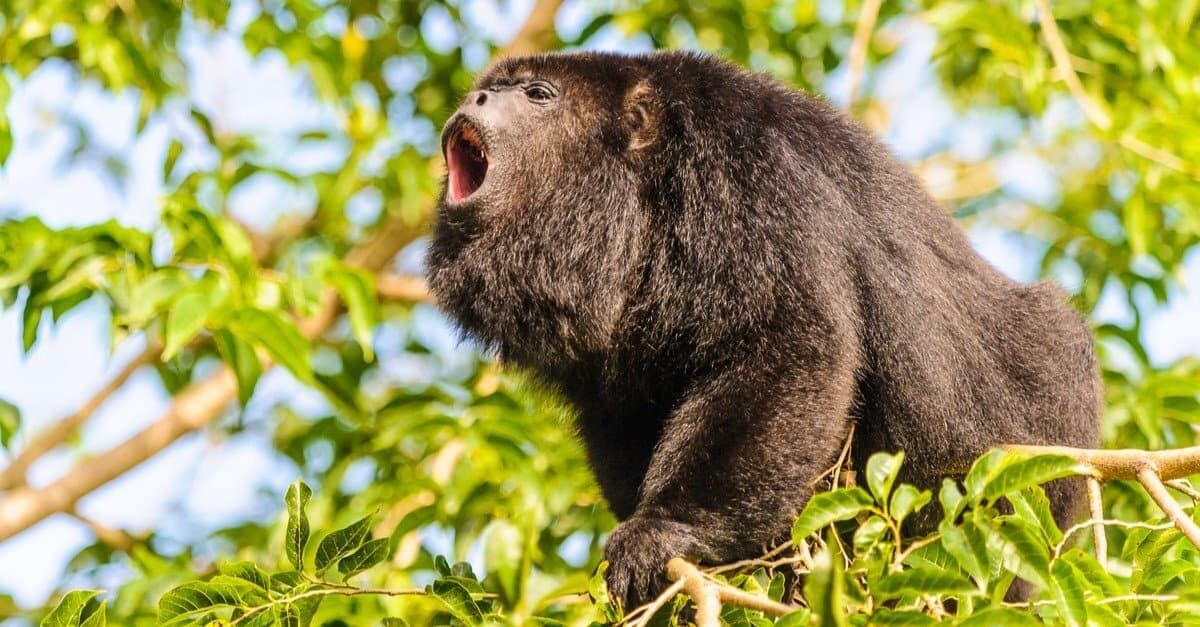  Howler Monkey : हाऊलर माकड केवळ दक्षिण आणि मध्य अमेरिकेत आढळते. जिथे ते त्यांचे आयुष्य झाडांच्या फांद्यांवर घालवतात. हाऊलर माकडांच्या दहापेक्षा जास्त प्रजाती आहेत हाऊलर माकडांना एक प्रीहेन्साइल शेपटी असते, जी अतिरिक्त हात म्हणून वापरली जाते. फळभक्षी म्हणून, ते प्रामुख्याने काजू, फळे, फुले आणि कधीकधी पक्ष्यांच्या अंडीही खातात.त्यांचा ओरडणे तीन मैलांपर्यंत ऐकायला येते. 