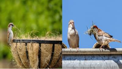 बाल्कनीत चिमणीने घरटे बांधणे शुभ असते की अशुभ? ते ठेवावे की काढून टाकावे?
