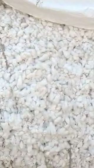 परभणी कृषी उत्पन्न बाजार समितीत खासगी पद्धतीने कापूस खरेदीला सुरुवात