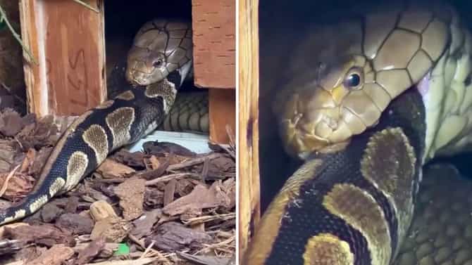Viral Video : किंग कोब्राची थरारक शिकार, सापाला ‘नूडल्स’ प्रमाणे गिळलं आणि...