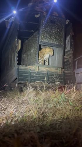 कोल्हापूर शहरात आलेला बिबट्या पुन्हा नैसर्गिक अधिवासात