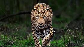 बिबट्याचा पती–पत्नीवर मोठा हल्ला, थेट दुचाकीवर झडप घालत...