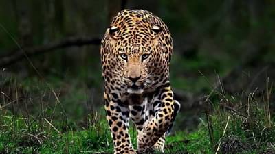 बिबट्याचा पती–पत्नीवर मोठा हल्ला, थेट दुचाकीवर झडप घालत...