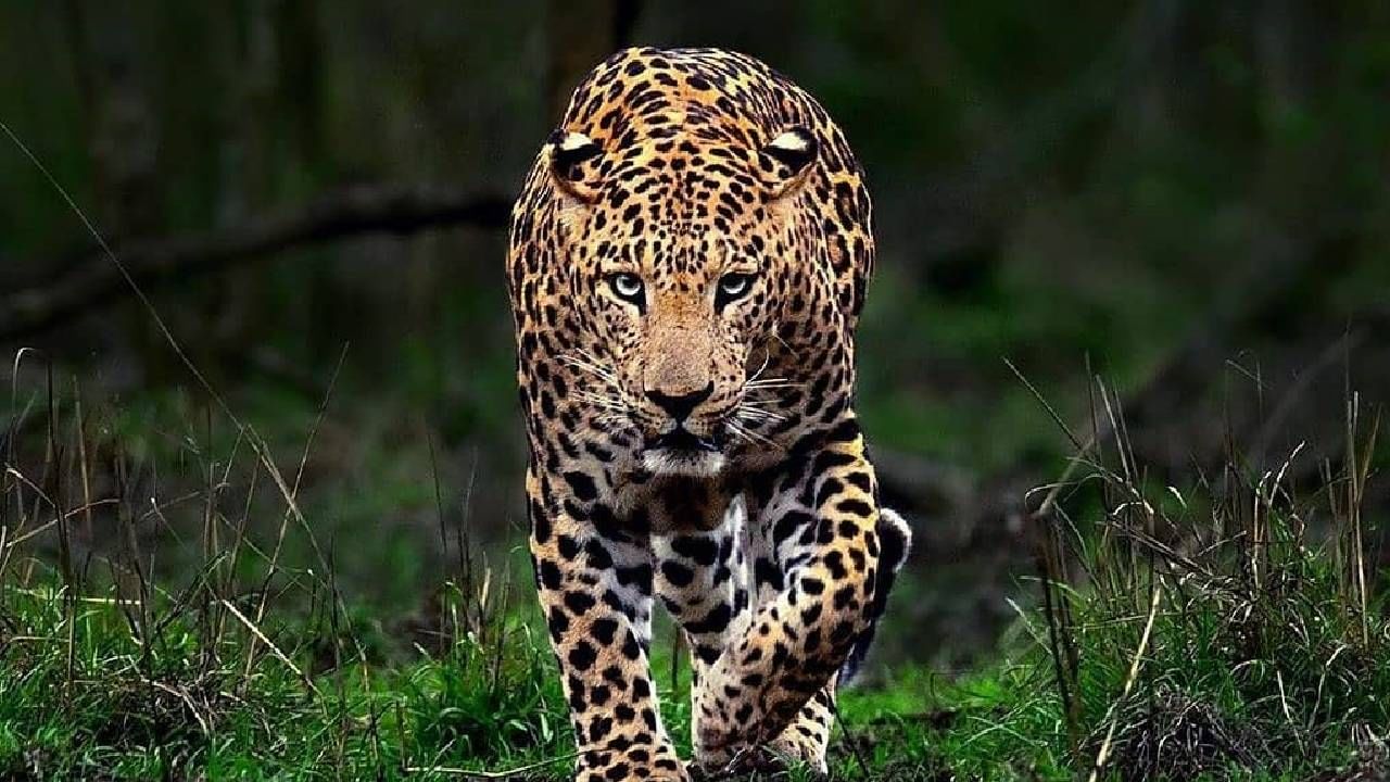 बिबट्याचा पती–पत्नीवर मोठा हल्ला, थेट दुचाकीवर झडप घालत... बिबट्याचा पती–पत्नीवर मोठा हल्ला, थेट दुचाकीवर झडप घालत...