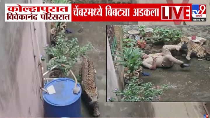 Leopard Attack Kolhapur : आधी लपला, बाहेर येताच पोलिसावर हल्ला अन् पुन्हा... बिबट्याचा हा थरारक Video पाहताच चुकेल काळजाचा ठोका Leopard Attack Kolhapur : आधी लपला, बाहेर येताच पोलिसावर हल्ला अन् पुन्हा... बिबट्याचा हा थरारक Video पाहताच चुकेल काळजाचा ठोका