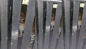 बिबट्या अखेर पिंजऱ्यात, स्थानिकांनी सोडला निश्वास.