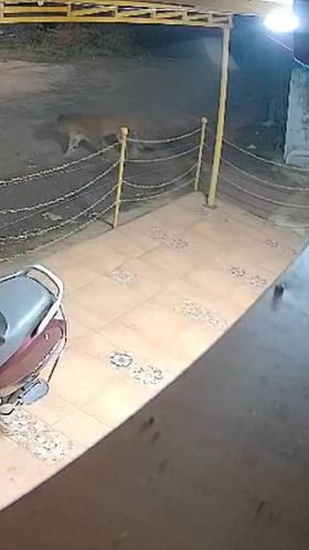 राजापूर शहरात बिबट्याचा वावर.