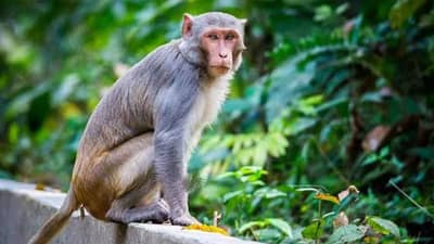 माकड पकडा अन् मिळवा 600 रुपये, वनविभागाची नवी योजना चर्चेत