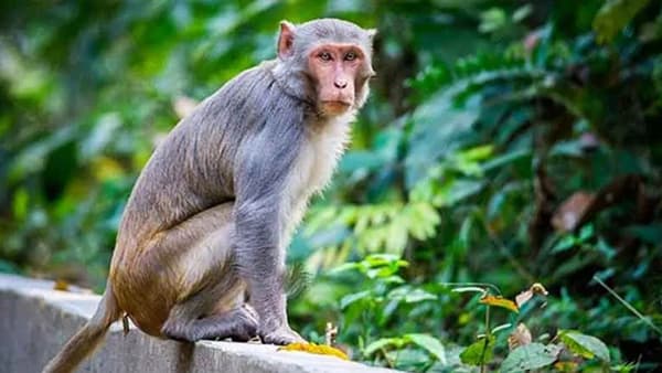 माकड पकडा अन् मिळवा 600 रुपये, वनविभागाची नवी योजना चर्चेत