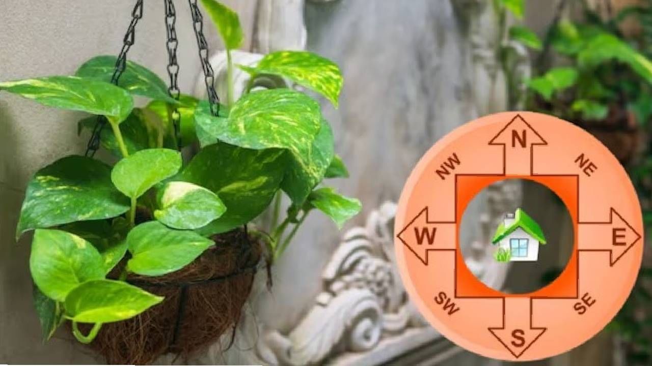 Money Plant: मनी प्लँट चोरल्याने खरंच होते धनवर्षा की बसतो फटका? काय सांगते वास्तू शास्त्र?