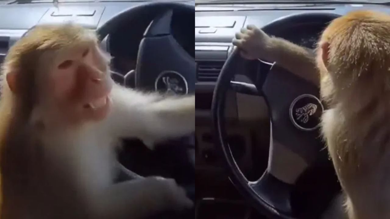 बघावं ते नवलंच…रस्त्यावर गाडी चालवताना दिसला माकड, व्हिडीओ पाहताच जे केलं ते पाहून…