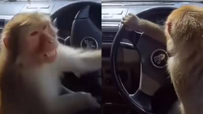 बघावं ते नवलंच...रस्त्यावर गाडी चालवताना दिसला माकड, व्हिडीओ पाहताच जे केलं ते पाहून...