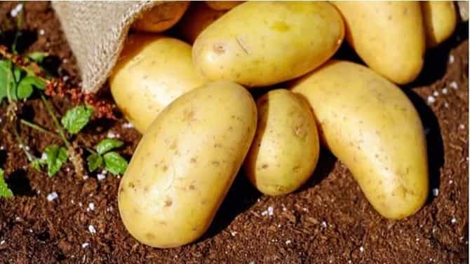 एक किलो बटाट्याची किंमत 1,00,000; या देशातील लोक खरेदीसाठी लावतात रांग, काय आहे खास?