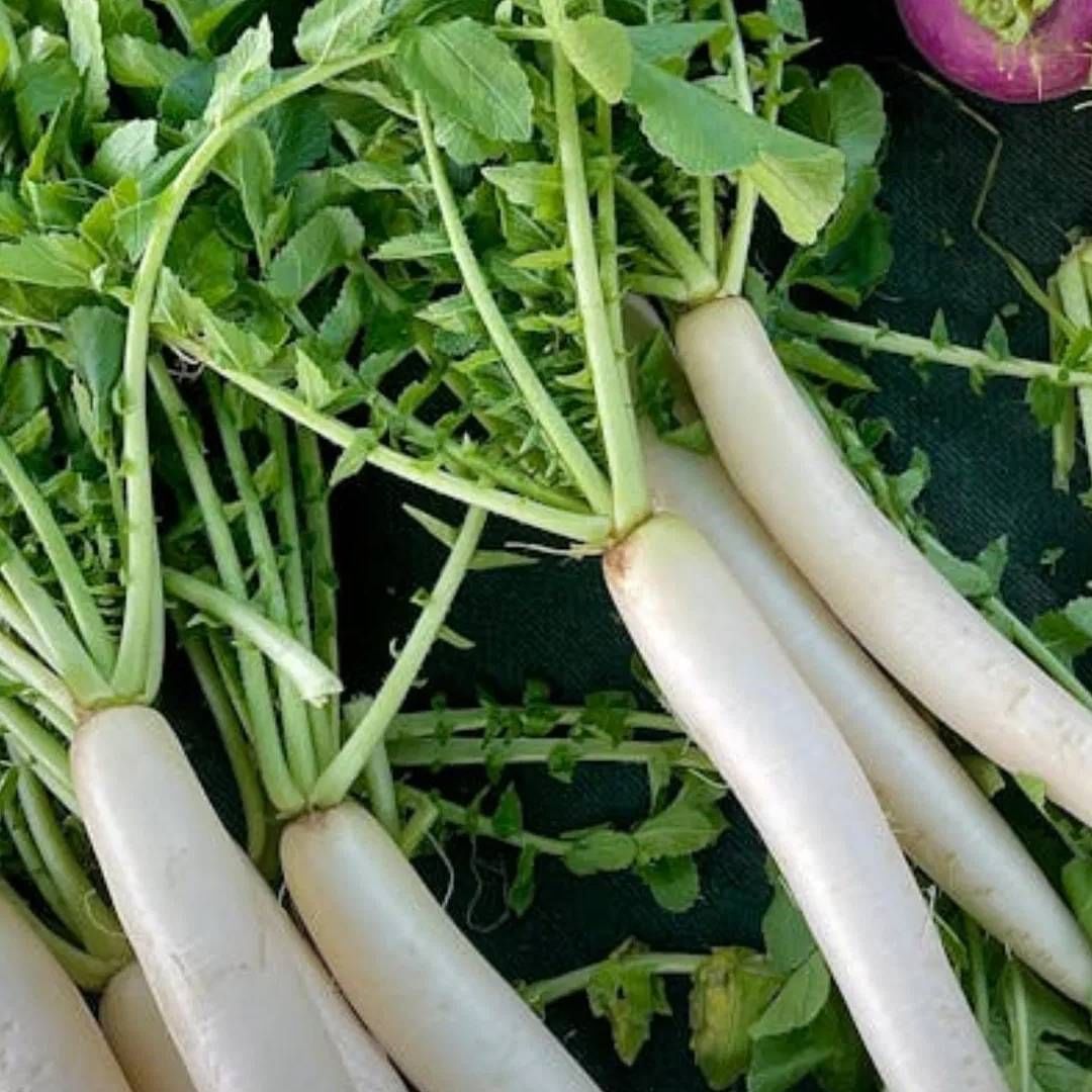 मुळा खाऊन वजन कमी करण्यास मदत मिळते. कारण यात फायबर जास्त प्रमाणात आहे. दीर्घकाळ तुम्ही मुळा खात असाल, तर तुम्हाला तुमचं पोट भरलेलं जाणवेल. त्यामुळे ओवर इंटिगवर कंट्रोल येतो. वजन मॅनेज करायला मदत मिळते.