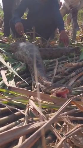 मोर गिळलेल्या अजगराचा सर्पमित्रांनी केलं सुखरूप रेस्क्यू.