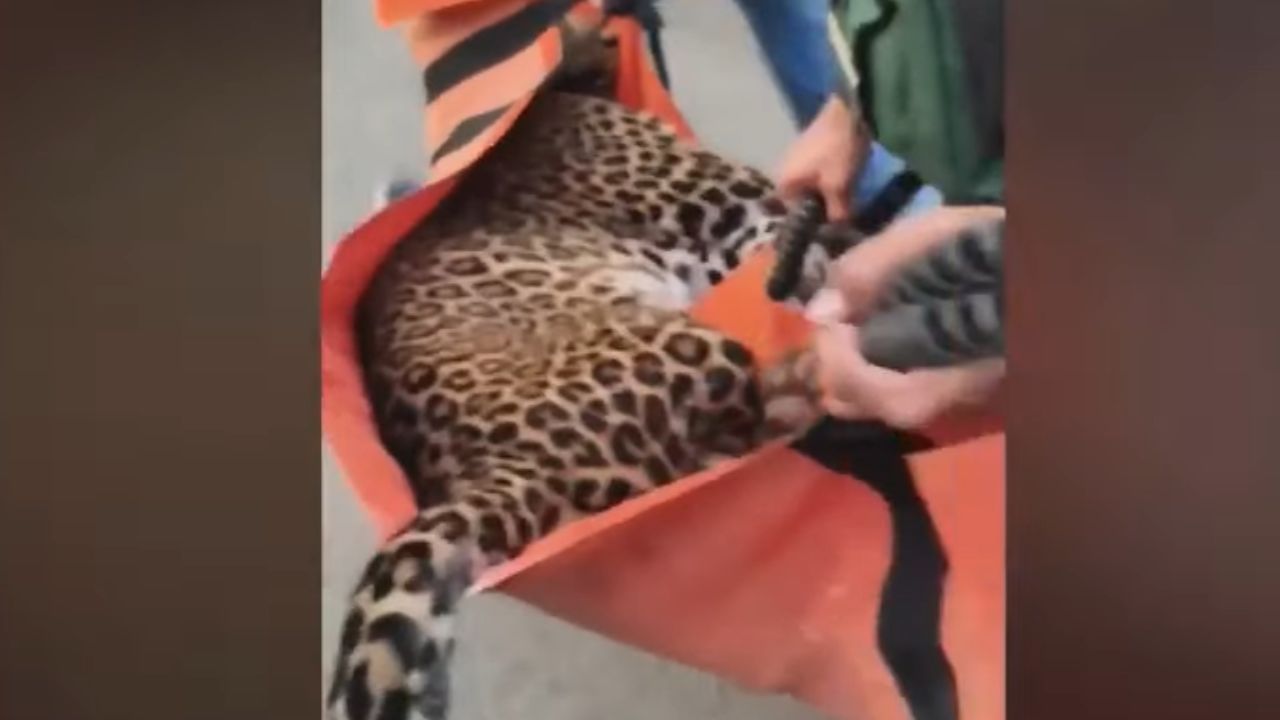 शेवटी या बिबट्याला भूल देऊन पकडण्यात आले आहे. त्यानंतर त्याला वन कर्मचाऱ्यांनी सुरक्षित ठिकाणी नेले आहे. वन विभागाच्या या कारवाईमुळे नागरिकांनी समाधान व्यक्त केले आहे. 