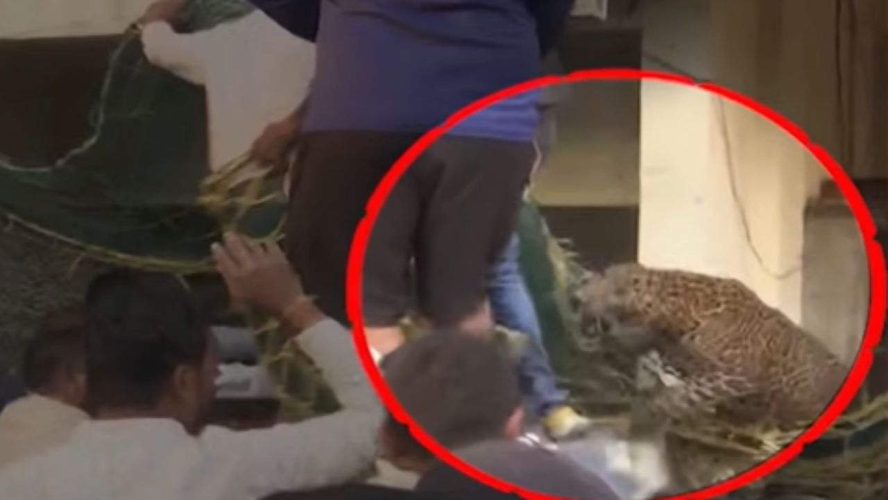 बिबट्याला जाळीच्या मदतीने पकडताना बिबट्याने वन कर्मचाऱ्यांवर हल्लाही केला. यात 3 कर्मचारी जखमी झाल्याची माहिती समोर आली आहे, त्यांना उपचारासाठी रुग्णालयात दाखल करण्यात आले आहे. 