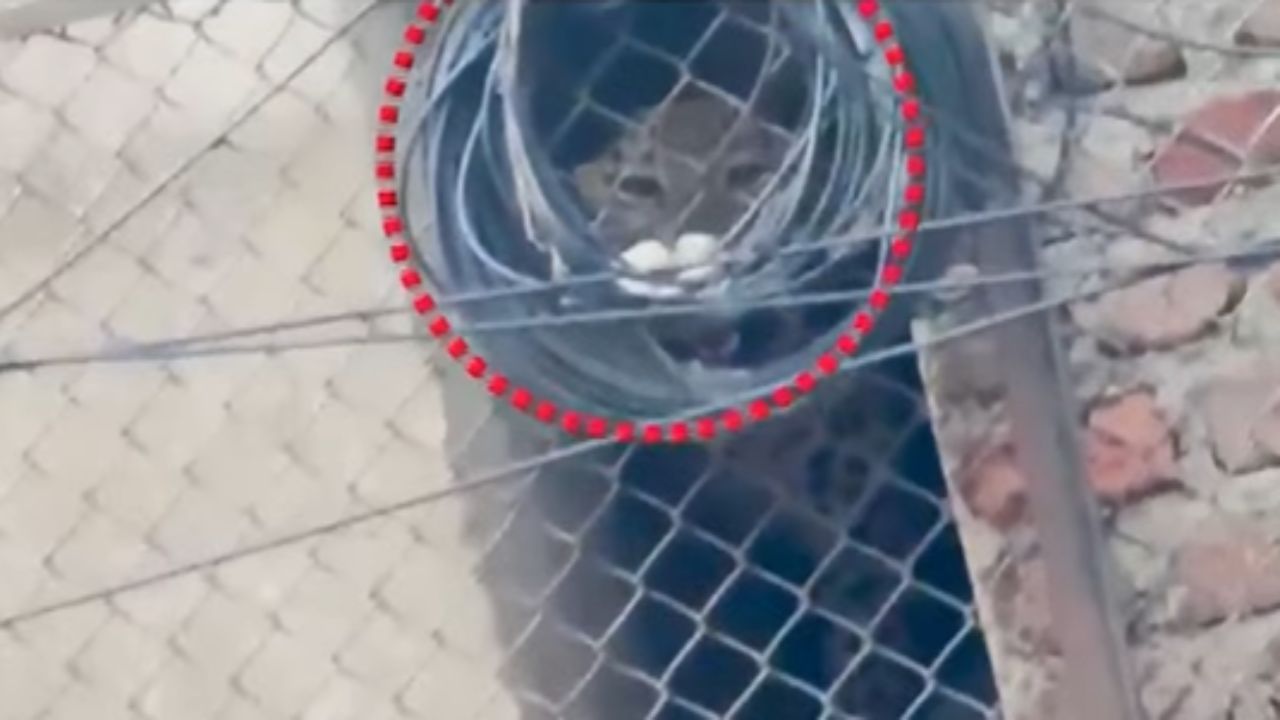 नाशिकच्या सातपूर रोड परिसरात बिबट्या शिरल्याने एकच खळबळ उडाली. या बिबट्याची माहिती वन विभागाला देण्यात आली. त्यानंतर या बिबट्याला पकडताना विभागाला मोठी कसरत करावी लागली. 