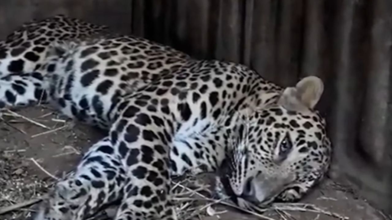 बिबट्या पकडण्याचा थरार पाहण्यासाठी अनेक लोक पोहोचले होते, लोक बिबट्या दिसला-दिसला, पकडा-पकडा असं म्हणत होते. या गोंगाटामुळे बिबट्या दूर पळताना दिसला. 