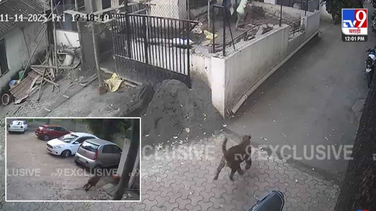 Nashik CCTV:  तो आला त्याला माणसं दिसली... धुमाकूळ घालणाऱ्या बिबट्याची दहशत, 4 तास थरार, धिप्पाड बिबट्याचा बघा थरारक CCTV