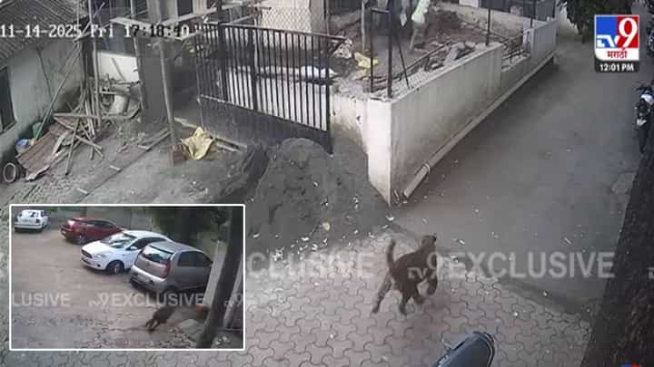 Nashik CCTV: तो आला त्याला माणसं दिसली... धुमाकूळ घालणाऱ्या बिबट्याची दहशत, 4 तास थरार, धिप्पाड बिबट्याचा बघा थरारक CCTV Nashik CCTV: तो आला त्याला माणसं दिसली... धुमाकूळ घालणाऱ्या बिबट्याची दहशत, 4 तास थरार, धिप्पाड बिबट्याचा बघा थरारक CCTV