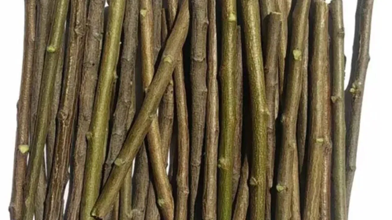 दात पांढरे होतात - कडुलिंबाच्या काडीत असे काही घटक असतात, जे दातांवरील पिवळसर थर काढून टाकण्यास मदत करतात. यामुळे दात नैसर्गिकरित्या पांढरे होतात आणि चमकदार दिसतात.  