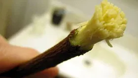 कडुलिंबाच्या काडीने दात घासल्याने होतात चमत्कारिक फायदे, वाचा...