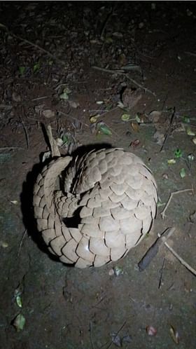 सिंधुदुर्ग: आंबोलीत दुर्मिळ 'खवले मांजराला' वनविभागाच्या अधिकाऱ्यांनी दिले जीवदान!