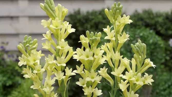 ‘हे’ फुल घरात उगवा, बाल्कनीत कसे वाढवायचे? जाणून घ्या