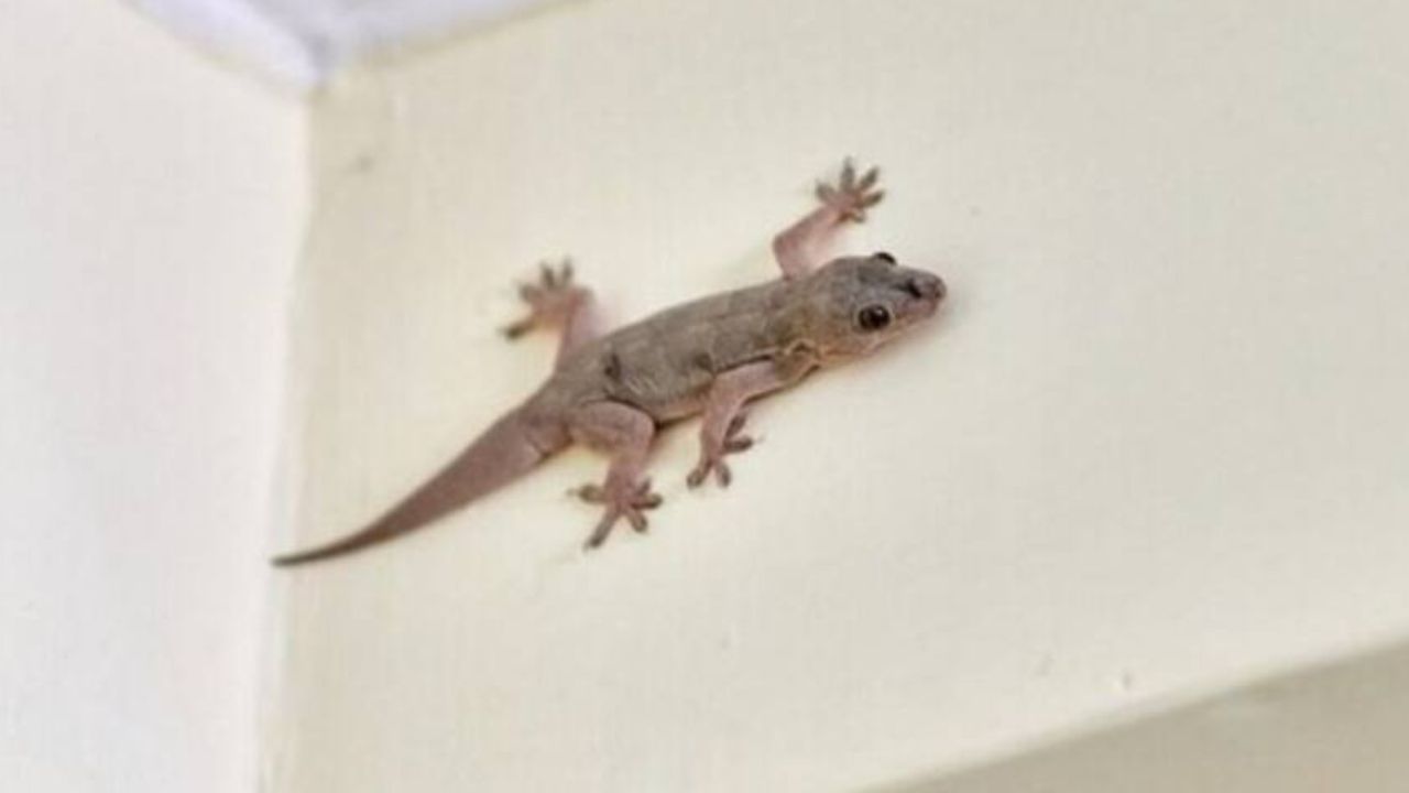 तुम्ही अनेकदा घराच्या भींतींवर पाली पाहिल्या असतील, अनेकदा पालींना पाहून लोक पळून जातात. मात्र याच पाली तुमच्यासाठी फायदेशीर ठरू शकतात.  