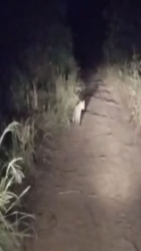 Video: पनवेलच्या ग्रामीण भागात बिबट्याचा संचार, ग्रामस्थ चिंतेत.