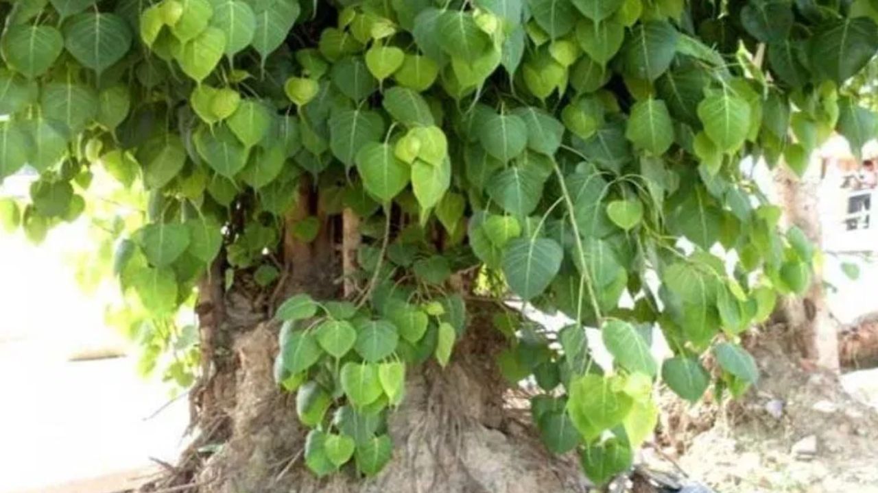 Vastu Shastra : घरात पिंपळाचं झाडं उगवणं शुभ की अशुभ? वास्तुशास्त्रात काय सांगितलंय? Vastu Shastra : घरात पिंपळाचं झाडं उगवणं शुभ की अशुभ? वास्तुशास्त्रात काय सांगितलंय?